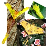 Madagascan Moon Moth mittrei  giant cocoons 